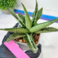 Sansevieria Himalayan (A7) | Imported Plants | Rare Hybrid Species