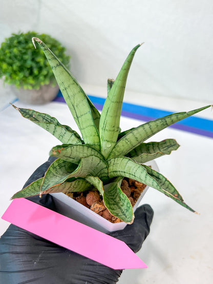 Sansevieria Himalayan (A7) | Imported Plants | Rare Hybrid Species