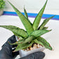 Sansevieria Himalayan (A7) | Rare houseplants like this don’t last long