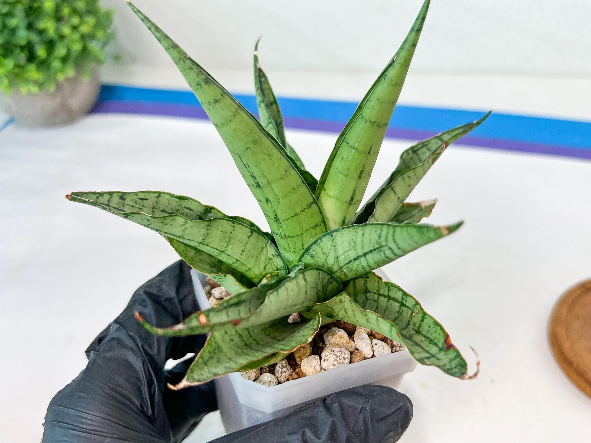 Sansevieria Himalayan (A7) | Rare houseplants like this don’t last long