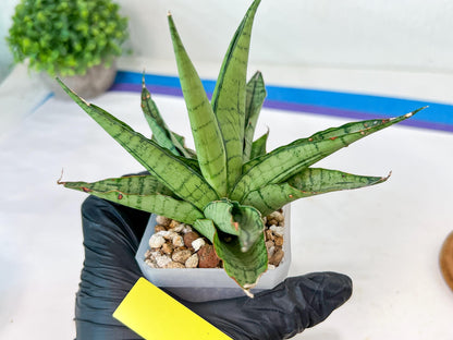 Sansevieria Himalayan (A7) | Imported Plants | Rare Hybrid Species
