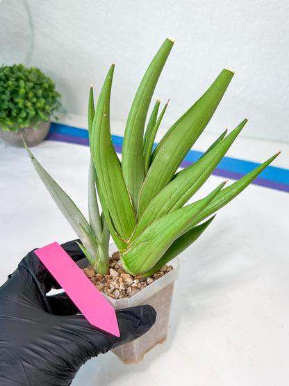 Sansevieria Chanin XL (#R54) | Imported Plants | Rare Hybrid Species