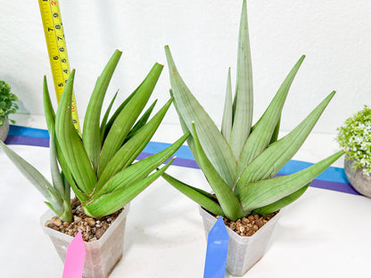 Sansevieria Chanin XL (#R54) | Imported Plants | Rare Hybrid Species