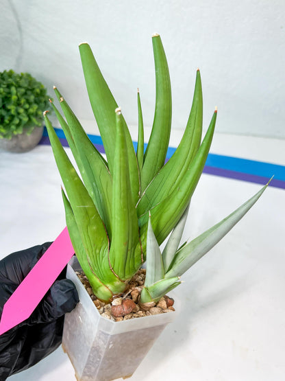 Sansevieria Chanin XL (#R54) | Imported Plants | Rare Hybrid Species