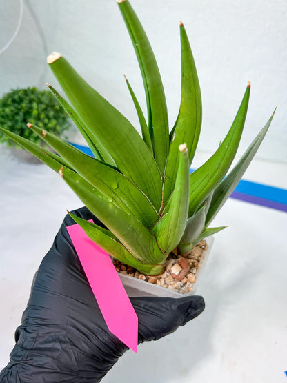 Sansevieria Chanin XL (#R54) | Imported Plants | Rare Hybrid Species