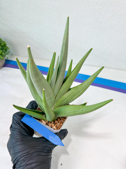 Sansevieria Chanin XL (#R54) | Imported Plants | Rare Hybrid Species