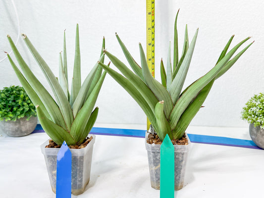 Sansevieria Bai Bid XL | Imported Plants | Rare Hybrid Species
