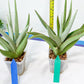 Sansevieria Bai Bid XL | Selling fast—grab it before someone else does!