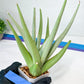 Sansevieria Bai Bid XL | Selling fast—grab it before someone else does!