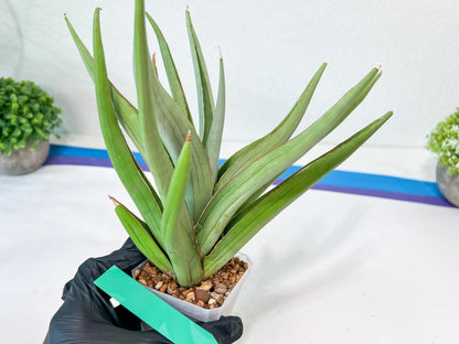 Sansevieria Bai Bid XL | Imported Plants | Rare Hybrid Species