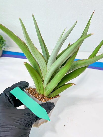 Sansevieria Bai Bid XL | Imported Plants | Rare Hybrid Species