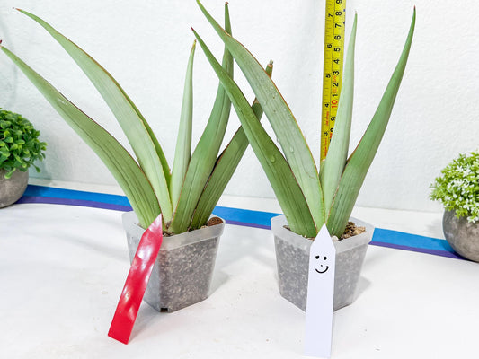 Sansevieria Chao Praya | Imported Plants | Rare Hybrid Species