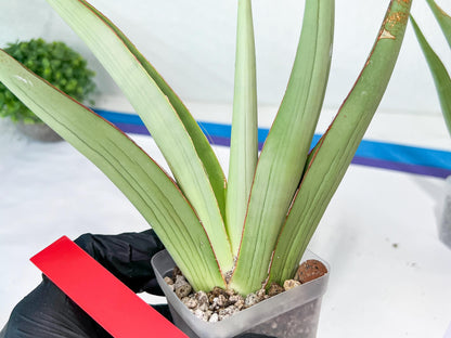 Sansevieria Chao Praya | Imported Plants | Rare Hybrid Species