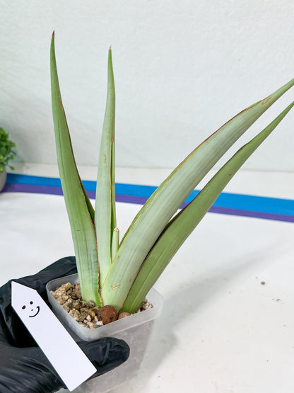 Sansevieria Chao Praya | Imported Plants | Rare Hybrid Species