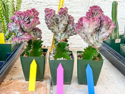 Large Lactea Crested Grafted More Pink | Imported Cactus | Rare Succulent