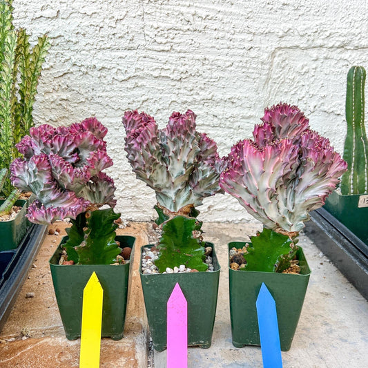 Large Lactea Crested Grafted More Pink | Imported Cactus | Rare Succulent
