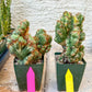 Cereus Forbesii Monstrose Variegated | Imported Cactus | Rare Succulent