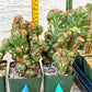 Cereus Forbesii Monstrose Variegated | Imported Cactus | Rare Succulent