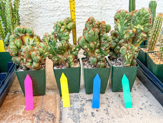 Cereus Forbesii Monstrose Variegated | Imported Cactus | Rare Succulent