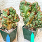 Cereus Forbesii Monstrose Variegated | Imported Cactus | Rare Succulent