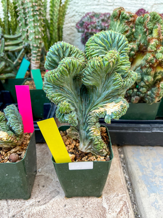 Polaskia Chichipe F. Cristata Hort | Rare Imported Cactus