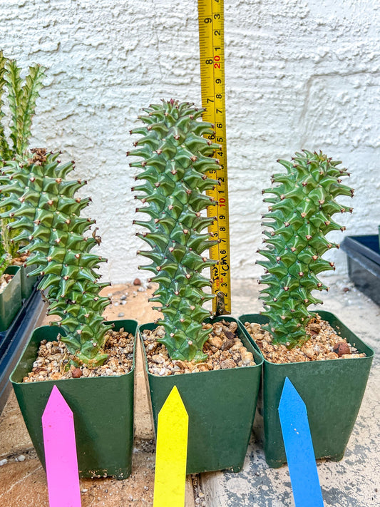 Monadenium Guentheri | Imported Cactus | Rare Succulent