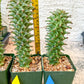 Monadenium Guentheri | Imported Cactus | Rare Succulent