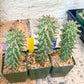 Monadenium Guentheri | Imported Cactus | Rare Succulent