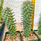 Monadenium Guentheri | Imported Cactus | Rare Succulent