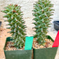 Monadenium Guentheri | Imported Cactus | Rare Succulent