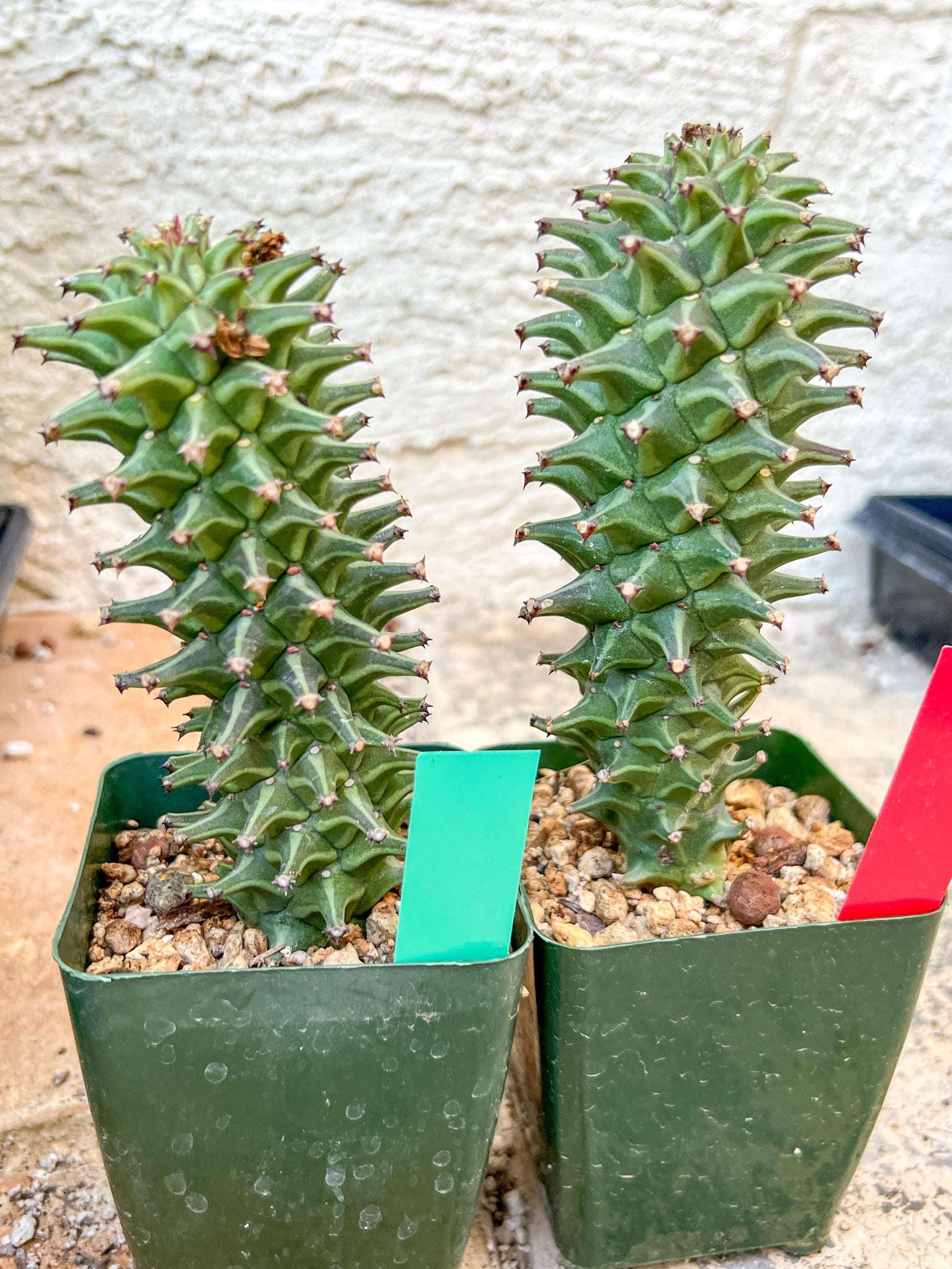 Monadenium Guentheri | Imported Cactus | Rare Succulent