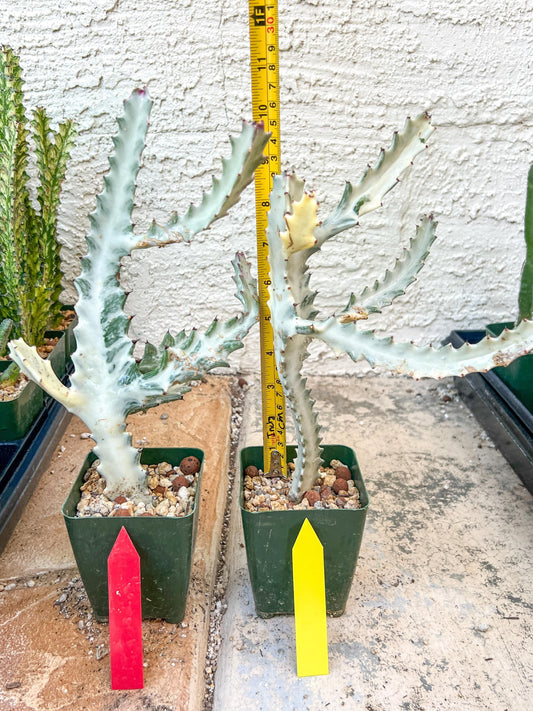 Ghost cactus (G1) | White variegated Euphorb lactea | Imported Cactus