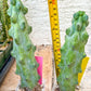 Boobie Cactus | Myrtillocactus geometrizans | fukurokuryuzinboku