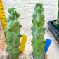 Boobie Cactus | Myrtillocactus geometrizans | fukurokuryuzinboku