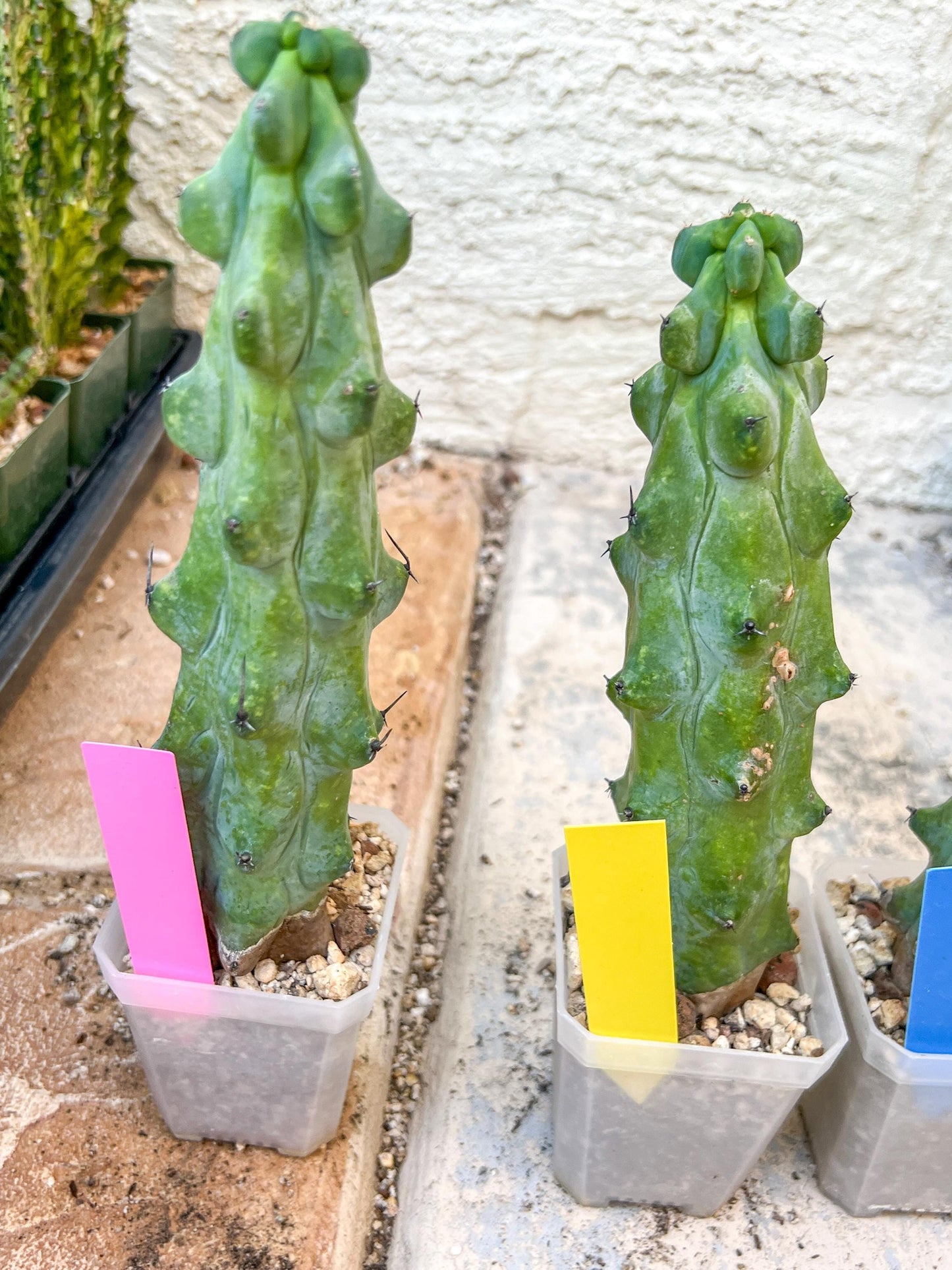 Boobie Cactus | Myrtillocactus geometrizans | fukurokuryuzinboku