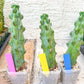 Boobie Cactus | Myrtillocactus geometrizans | fukurokuryuzinboku