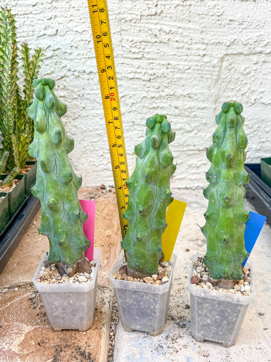 Boobie Cactus | Myrtillocactus geometrizans | fukurokuryuzinboku