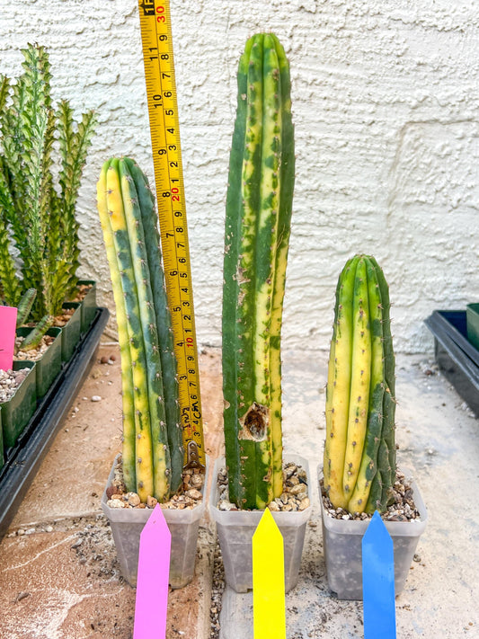 rare Cactus Variegated | Rare Cactus | Very Rare Import | Myrtillocactus