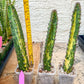 Harrisia Jusbertii Variegated | Imported Cactus | Rare Succulent