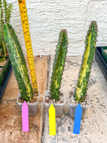 Harrisia Jusbertii Variegated | Imported Cactus | Rare Succulent
