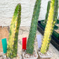 Harrisia Jusbertii Variegated | Imported Cactus | Rare Succulent