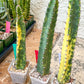 Harrisia Jusbertii Variegated | Imported Cactus | Rare Succulent