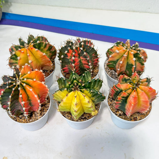 Gymnocalycium Mihanovichii Var (#G1A) | Imported From Taiwan | 3' Pot