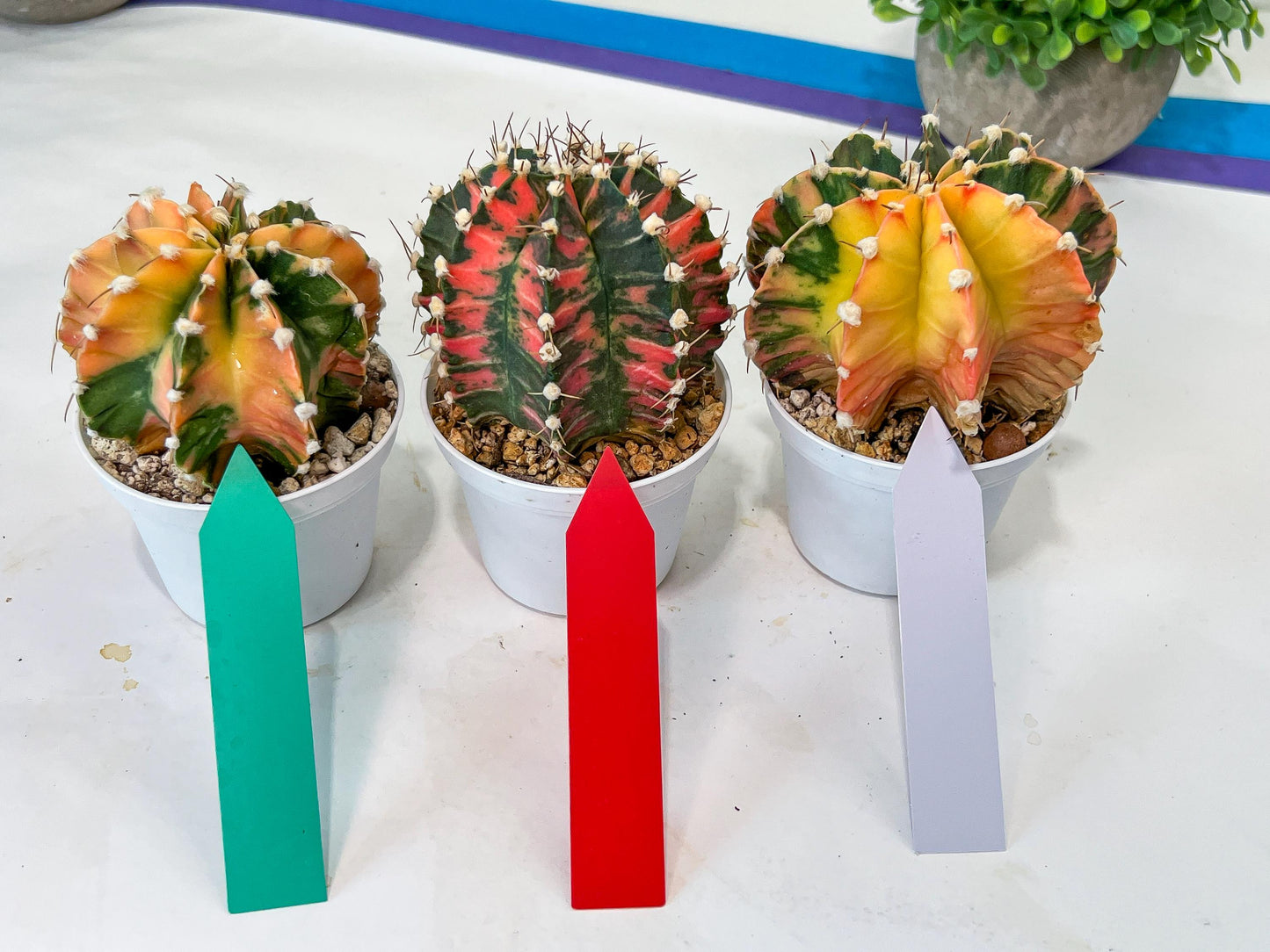 Gymnocalycium Mihanovichii Var (#G1A) | Imported From Taiwan | 3' Pot