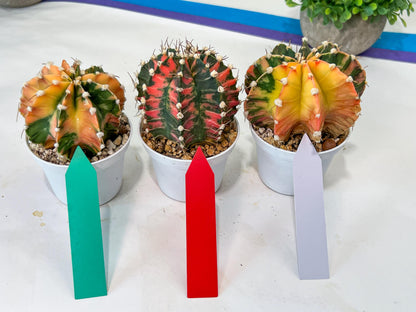 Gymnocalycium Mihanovichii Var (#G1A) | Imported From Taiwan | 3' Pot