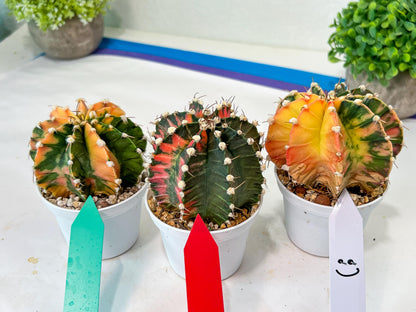 Gymnocalycium Mihanovichii Var (#G1A) | Imported From Taiwan | 3' Pot