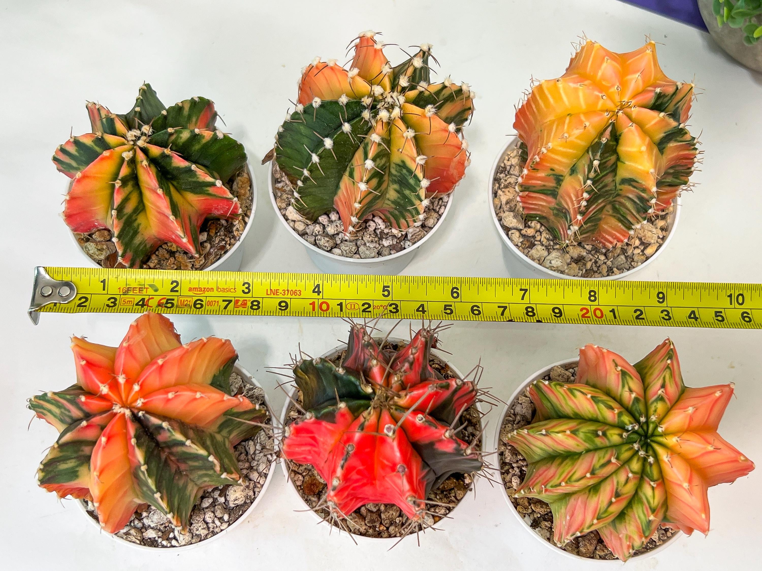 Gymnocalycium Mihanovichii Var (#G1B) | Imported From Taiwan | 3' Pot
