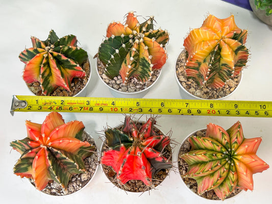 Gymnocalycium Mihanovichii Var (#G1B) | Imported From Taiwan | 3' Pot