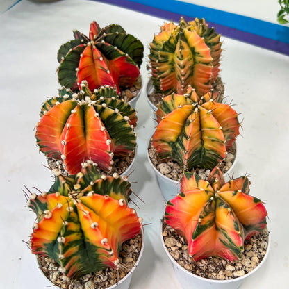 Gymnocalycium Mihanovichii Var (#G1C) | Imported From Taiwan | 3' Pot
