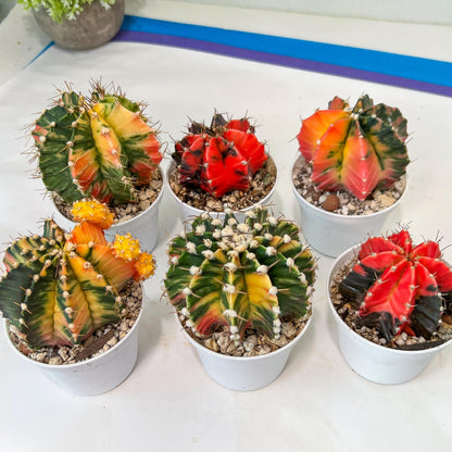 Gymnocalycium Mihanovichii Var (#G2A) | Imported From Taiwan | 3' Pot